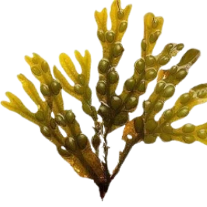 VivoGut Ingredient Bladderwrack