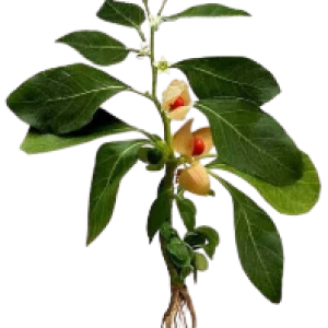 VivoGut Ingredient Ashwagandha